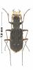 Brasiella misella